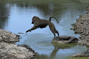 240118: Mammal, Anubis Baboon jumping water, Masai Mara, Kenya