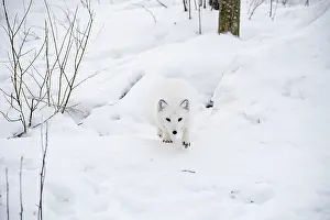 Inspiration: Mammal. Arctic Fox
