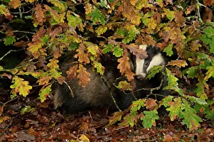 Badger: MAMMAL. Badger looking out from under a tree with