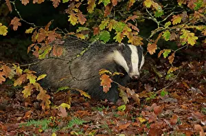 Badger: MAMMAL. Badger looking out from under a tree with
