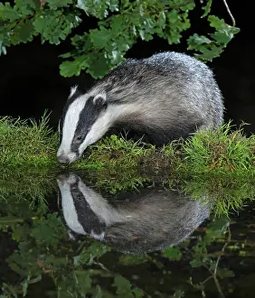 Badger: MAMMAL. Badger at a pool drinking, with reflection