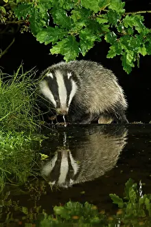 Badger: MAMMAL. Badger at a pool drinking, with reflection