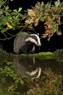 Badger: MAMMAL. Badger at a pool drinking, with reflection