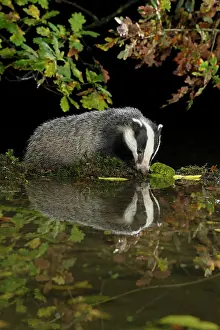 MAMMAL. Badger at a pool drinking, with reflection