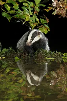 Badger: MAMMAL. Badger at a pool drinking, with reflection