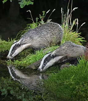 Badger: MAMMAL. Badgers at a pool drinking, with reflection