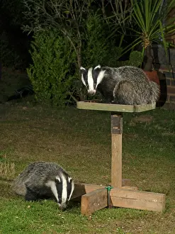 Table: Mammal. Badgers, young badgers feeding on and