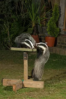 Table: Mammal. Badgers, young badgers feeding on and