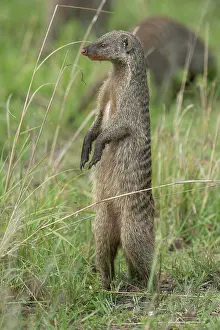Mongooses: Mammal. Banded Mongoose, standing up looking around.Masai