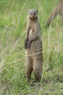 Mongooses: Mammal. Banded Mongoose, standing up looking around.Masai