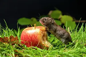 Apple: MAMMAL. Bank Vole. on grass with feet up on a half