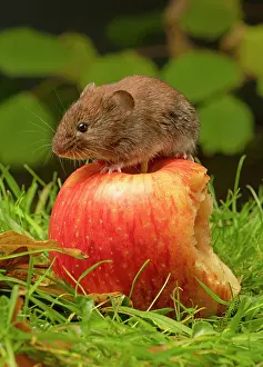 Apple: MAMMAL. Bank Vole. on grass with a half eaten apple