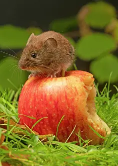 Apple: MAMMAL. Bank Vole. on grass with a half eaten apple
