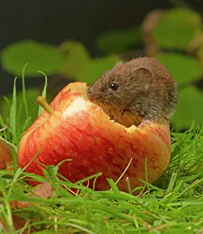 Apple: MAMMAL. Bank Vole. on grass with a half eaten apple