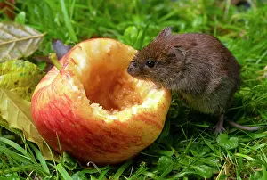 Apple: MAMMAL. Bank Vole. on grass with a half eaten apple