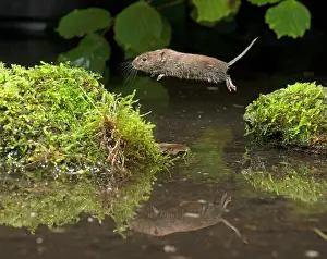 Leaping: MAMMAL. Bank Vole. jumping over water, with reflection