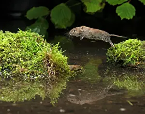 Leaping: MAMMAL. Bank Vole. jumping over water, with reflection