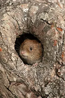 Holes: MAMMAL. Bank Vole. looking out from a hole in a tree