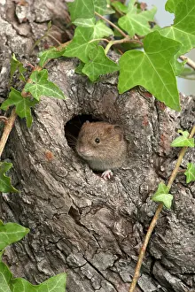 Holes: MAMMAL. Bank Vole. looking out from a hole in a tree