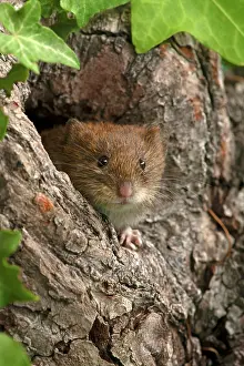 Holes: MAMMAL. Bank Vole. looking out from a hole in a tree