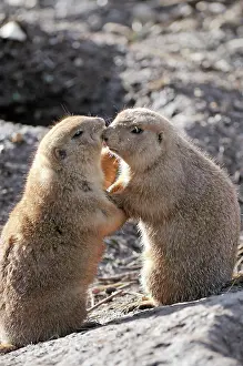 Cynomys: Mammal. Black tailed prairie dogs, kissing, hugging !
