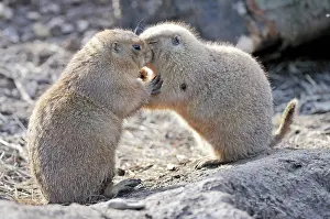 Cynomys: Mammal. Black tailed prairie dogs, kissing, hugging !