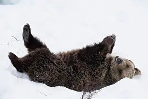 030517: MAMMAL. Brown Bear rolling in snow