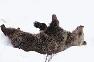 030517: MAMMAL. Brown Bear rolling in snow