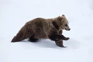 030517: MAMMAL. Brown Bear running in snow