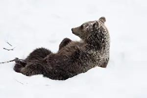 030517: MAMMAL. Brown Bear sitting in snow