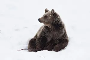 030517: MAMMAL. Brown Bear sitting in snow