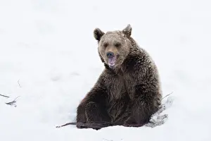 030517: MAMMAL. Brown Bear sitting in snow