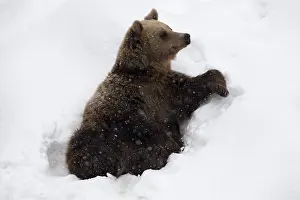 030517: MAMMAL. Brown Bear sitting in snow
