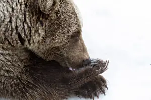 030517: MAMMAL. Brown Bear in snow, head & shoulders, lickin