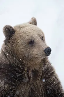030517: MAMMAL. Brown Bear in snow, head & shoulders MAMMAL