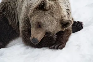 030517: MAMMAL. Brown Bear in snow, head & shoulders, sleepi