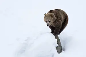 030517: MAMMAL. Brown Bear standing on a rock in snow