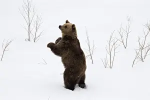030517: MAMMAL. Brown Bear standing in snow