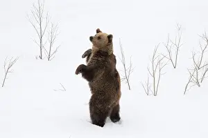 030517: MAMMAL. Brown Bear standing in snow