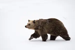 030517: MAMMAL. Brown Bear walking deep in snow