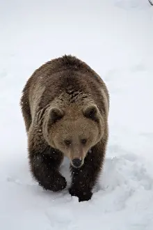030517: MAMMAL. Brown Bear walking deep in snow