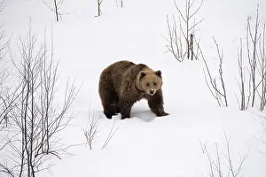 030517: MAMMAL. Brown Bear walking deep in snow