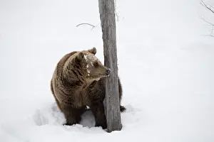 030517: MAMMAL. Brown Bear walking in deep snow with trees and