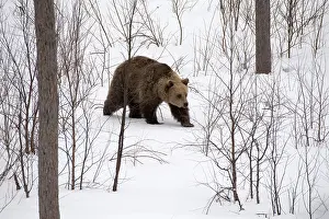 030517: MAMMAL. Brown Bear walking in deep snow with trees and
