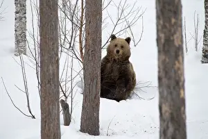 030517: MAMMAL. Brown Bear walking in deep snow with trees and