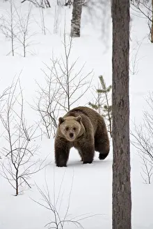 030517: MAMMAL. Brown Bear walking in deep snow with trees and