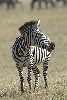 240118: Mammal. Burchell's Zebra, Masai Mara, Kenya Mammal