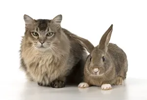 Agouti: Mammal. Cat ( somali )and ( agouti )rabbit