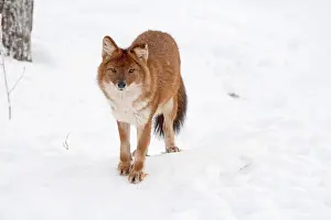 Alpinus: Mammal. Dhole