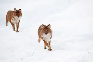 Alpinus: Mammal. Dhole